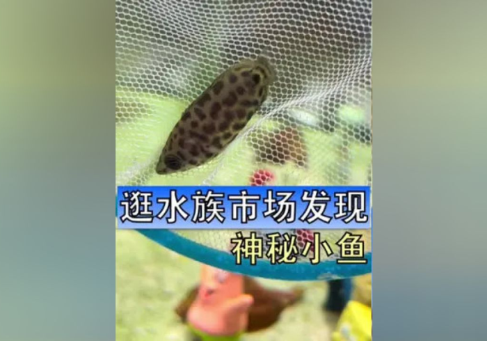 科普)德扑之星破解透视挂软件”详细开挂教程